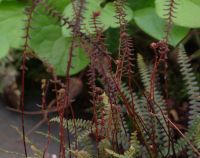 Very attractive bronze flushed fronds in tight mats.